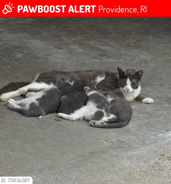 Lost Female Cat last seen Huron street and regent avenue, Providence, RI 02908