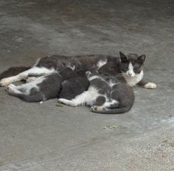 Lost Female Cat last seen Huron street and regent avenue, Providence, RI 02908