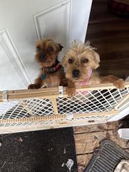 Found/Stray Male Dog last seen Hwy 42 and bill gardener , Locust Grove, GA 30248