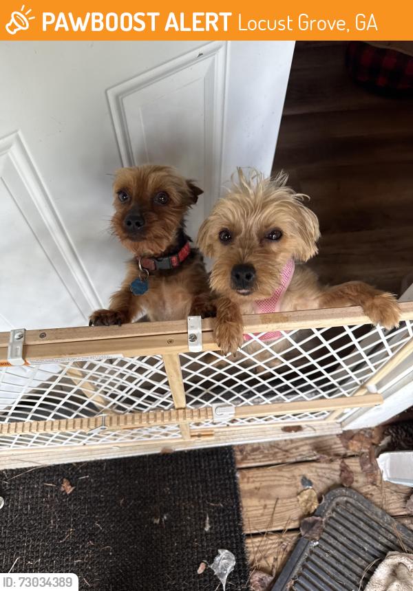Found/Stray Male Dog last seen Hwy 42 and bill gardener , Locust Grove, GA 30248