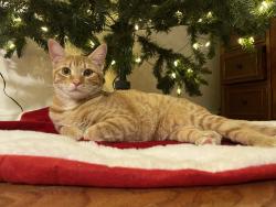 Lost Female Cat last seen Noble meadow ln and royal fort ln, Houston, TX 77073