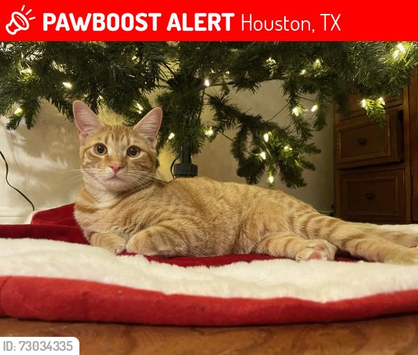 Lost Female Cat last seen Noble meadow ln and royal fort ln, Houston, TX 77073
