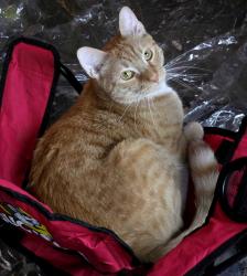 Lost Male Cat last seen Meadowwood Apta, Norcross, GA 30071
