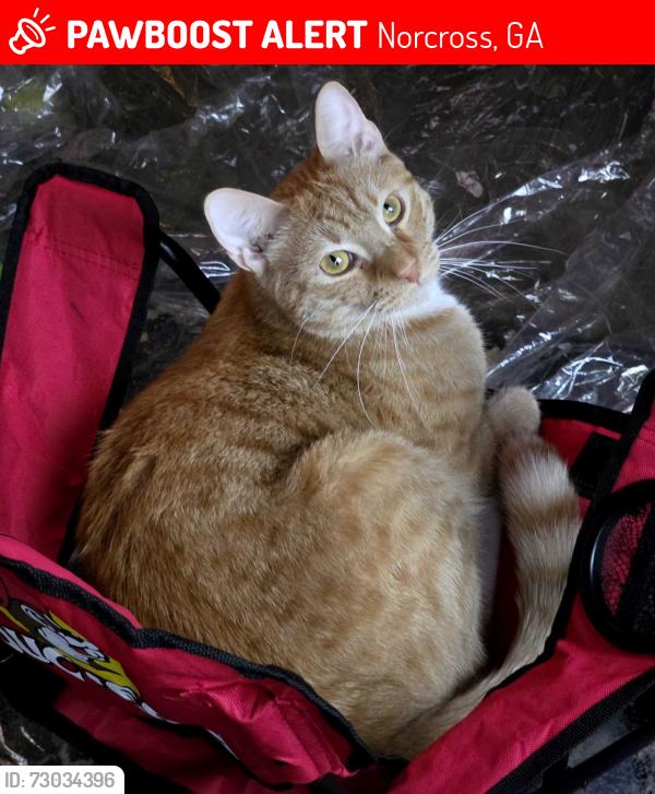 Lost Male Cat last seen Meadowwood Apta, Norcross, GA 30071