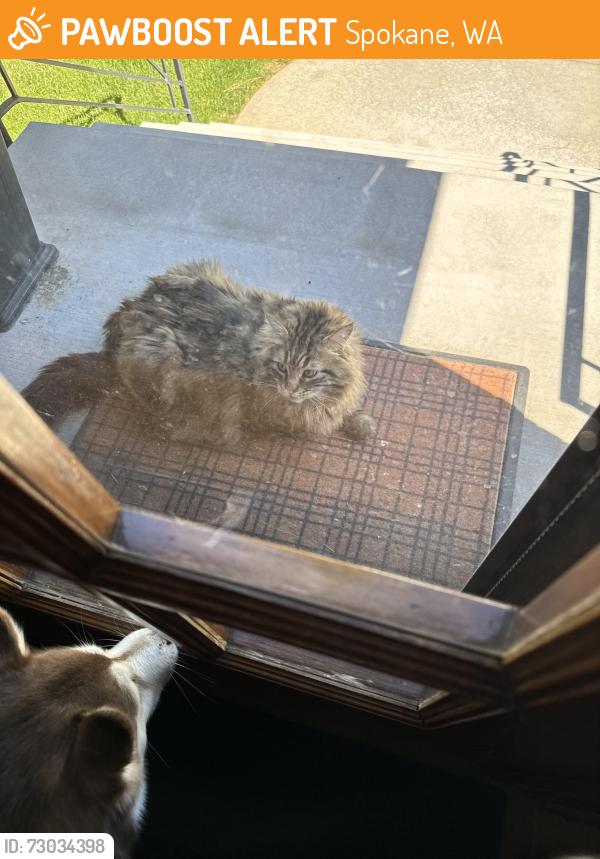 Found/Stray Unknown Cat last seen Bernard, Spokane, WA 99203