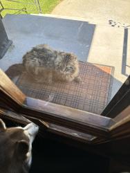 Found/Stray Unknown Cat last seen Bernard, Spokane, WA 99203