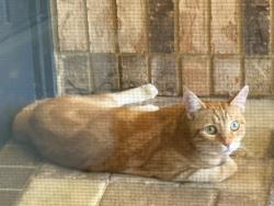 Found/Stray Male Cat last seen Tarian / Talah Palm harbor , Palm Harbor, FL 34684