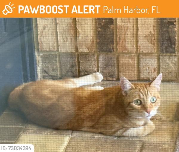 Found/Stray Male Cat last seen Tarian / Talah Palm harbor , Palm Harbor, FL 34684