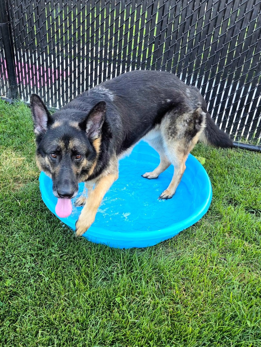 Shelter Stray Male Dog last seen Elkton South, LAUREL, MD, 20724, 411 Maxwell Frye Rd, Millersville, MD 21108, USA