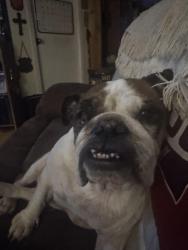Lost Female Dog last seen Near scenic dr, Rogers, AR 72756