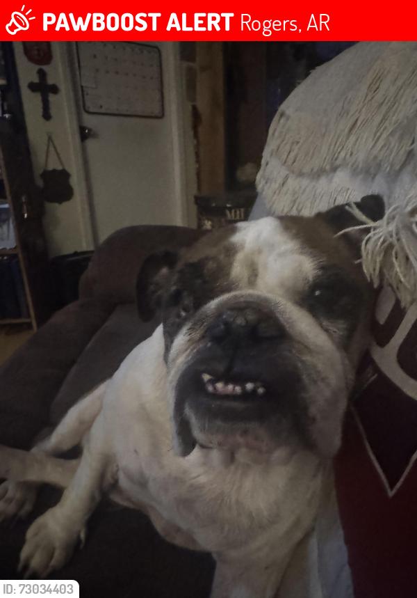 Lost Female Dog last seen Near scenic dr, Rogers, AR 72756