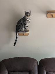 Lost Male Cat last seen Bennett and Palomar Dr., San Marcos, CA 92069