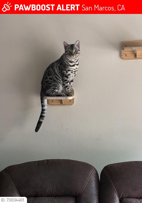 Lost Male Cat last seen Bennett and Palomar Dr., San Marcos, CA 92069