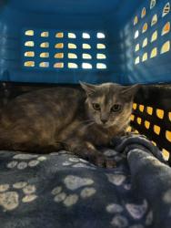 Shelter Stray Female Cat last seen Taylor Rd, VIRGINIA BEACH, VA, 23464, 341 S Birdneck Rd, Virginia Beach, VA 23451, USA