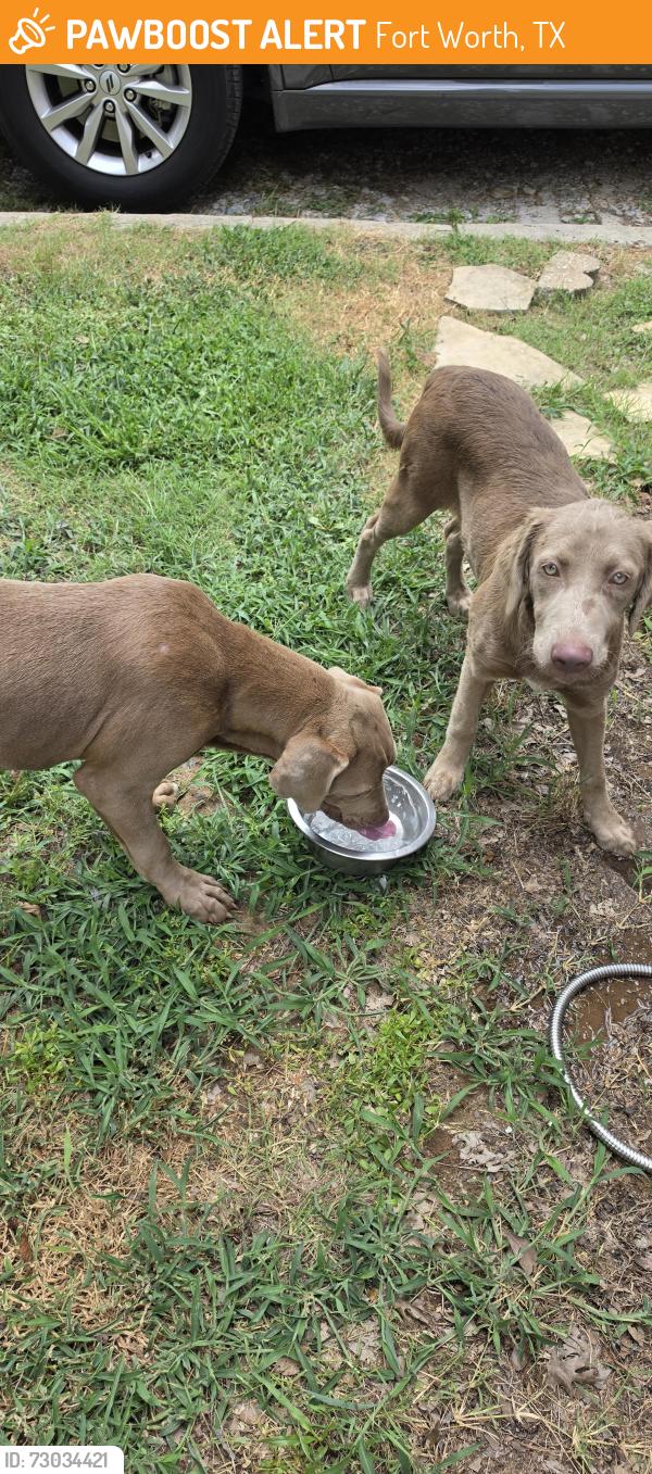 Found/Stray Male Dog last seen Riverside and Marigold Ave, Fort Worth, TX 76111
