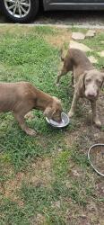 Found/Stray Male Dog last seen Riverside and Marigold Ave, Fort Worth, TX 76111