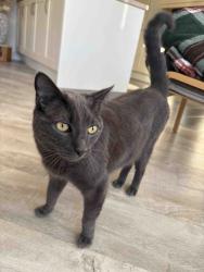 Lost Male Cat last seen Train track in Lidlington , Lidlington, England MK43 0UW