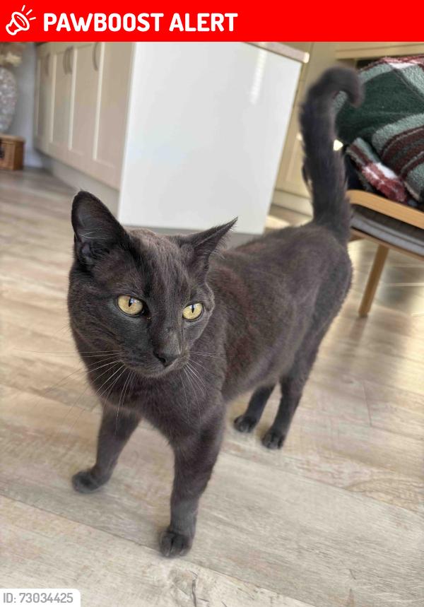 Lost Male Cat last seen Train track in Lidlington , Lidlington, England MK43 0UW