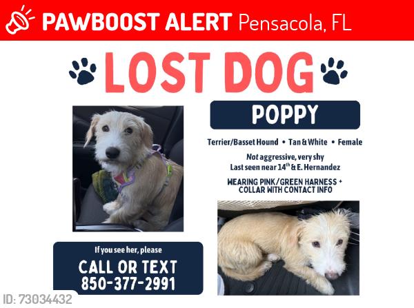 Lost Female Dog last seen Hernandez, Pensacola, FL 32503