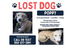Lost Female Dog last seen Hernandez, Pensacola, FL 32503