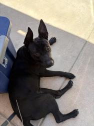 Reunited Female Dog last seen Beaumont Ave, Oxnard, CA 93033
