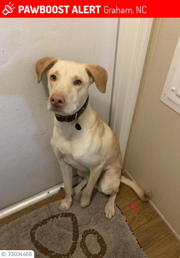 Lost Male Dog last seen Hico Baptist Church, Graham, NC 27253