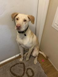 Lost Male Dog last seen Hico Baptist Church, Graham, NC 27253