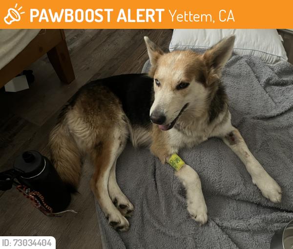 Found/Stray Female Dog last seen Road 144, Yettem, CA 93670