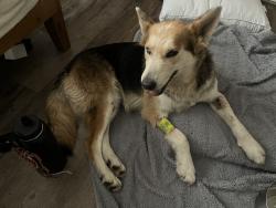 Found/Stray Female Dog last seen Road 144, Yettem, CA 93670