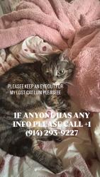 Reunited Female Cat last seen Near dean street Stamford ct , Stamford, CT 06902