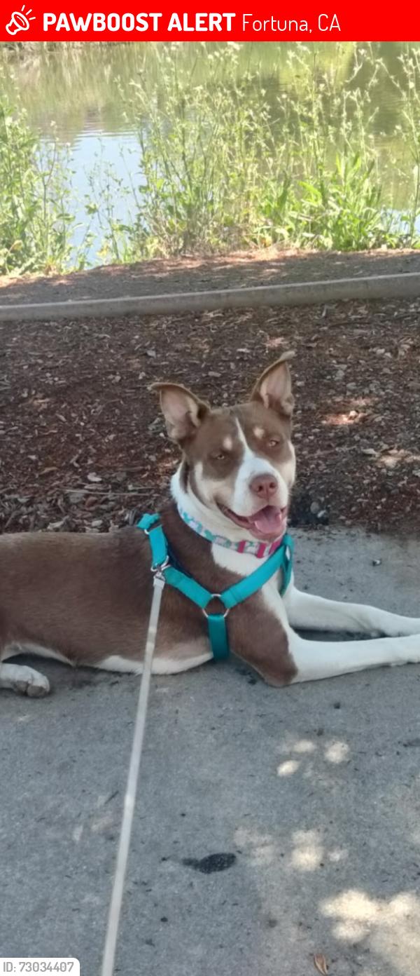 Lost Female Dog last seen On the land of the Miranda rescue, Fortuna, CA 95540