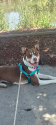 Lost Female Dog last seen On the land of the Miranda rescue, Fortuna, CA 95540