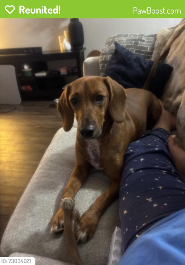 Reunited Male Dog last seen Near E Canfield Ln, Anaheim, CA 92805, USA, Anaheim, CA 92805