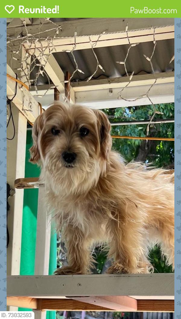 Reunited Male Dog last seen Near Firethorn St, Milpitas, CA 95035, USA, Milpitas, CA 95035