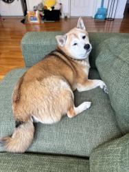 Reunited Male Dog last seen Near 73rd St, Brooklyn, NY 11204, USA, Brooklyn, NY 11204
