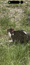 Lost Female Cat last seen Near Lafond ave , Saint Paul, MN 55103