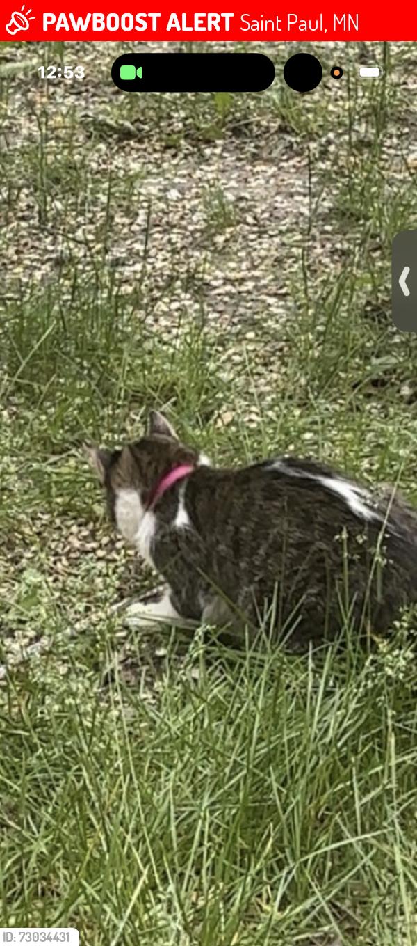 Lost Female Cat last seen Near Lafond ave , Saint Paul, MN 55103