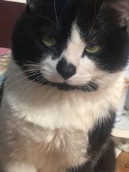 Lost Male Cat last seen McDonalds, Chicago, IL 60636