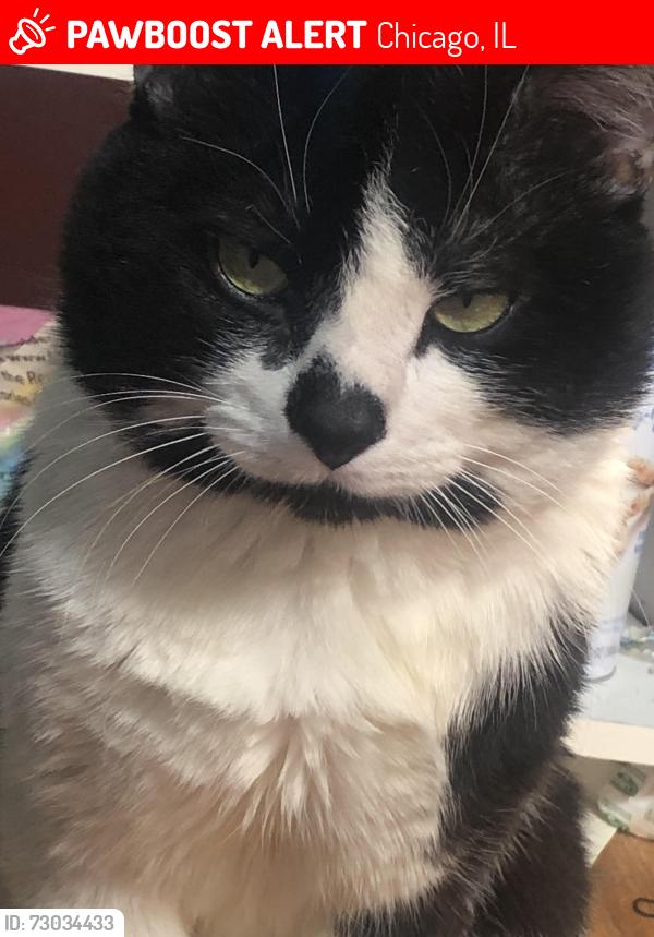 Lost Male Cat last seen McDonalds, Chicago, IL 60636