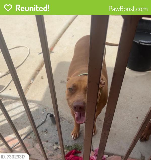 Reunited Female Dog last seen Green tree and Rodeo, Victorville, CA 92395