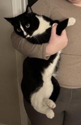Lost Male Cat last seen Harper’s Landing apmts, Wilmington, NC 28403
