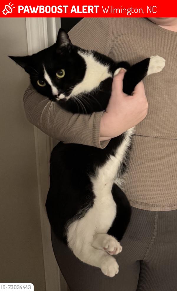 Lost Male Cat last seen Harper’s Landing apmts, Wilmington, NC 28403