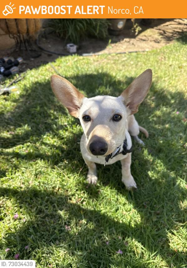 Found/Stray Male Dog last seen Corona/norco, Norco, CA 92860