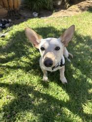 Found/Stray Male Dog last seen Corona/norco, Norco, CA 92860