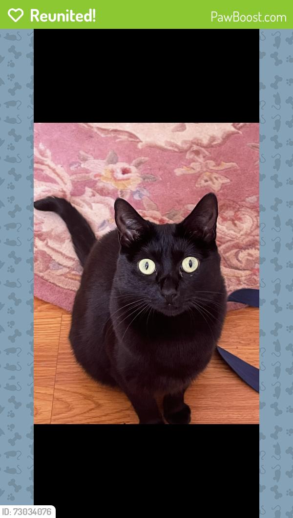 Reunited Female Cat last seen Granada st off cypress by loquat , Los Angeles, CA 90065