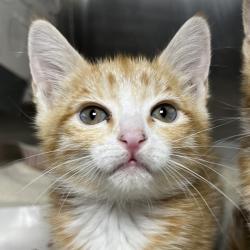 Shelter Stray Female Cat last seen , 4575 E Mesquite Ave, Palm Springs, CA 92264, USA