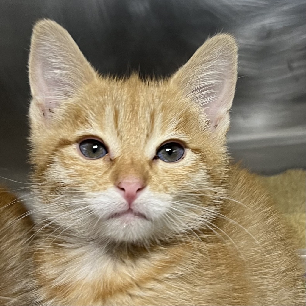 Shelter Stray Female Cat last seen , 4575 E Mesquite Ave, Palm Springs, CA 92264, USA