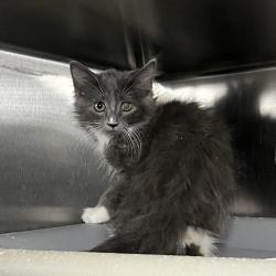 Shelter Stray Unknown Cat last seen , 4575 E Mesquite Ave, Palm Springs, CA 92264, USA