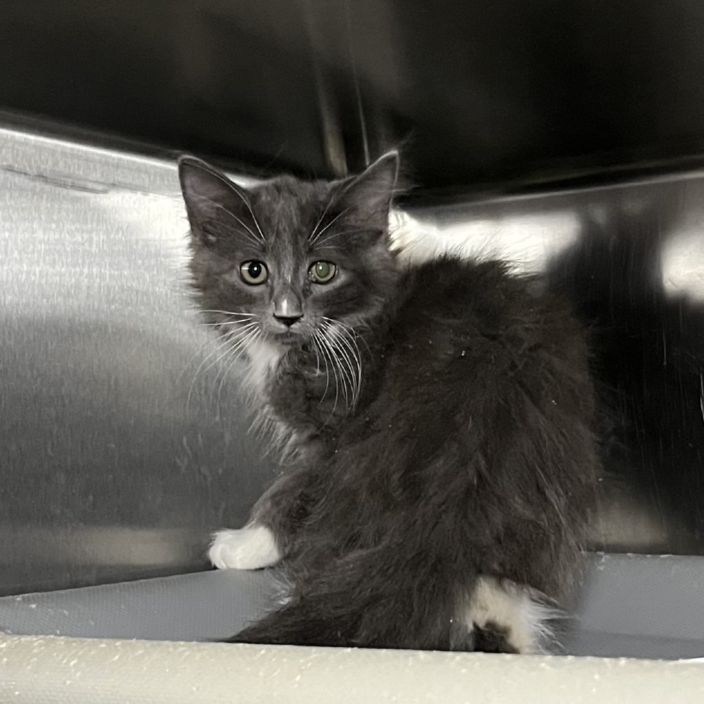 Shelter Stray Unknown Cat last seen , 4575 E Mesquite Ave, Palm Springs, CA 92264, USA