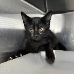 Shelter Stray Unknown Cat last seen , 4575 E Mesquite Ave, Palm Springs, CA 92264, USA